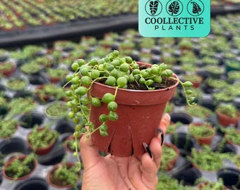 String of Pearls, Hanging Succulent, Trailing Succulent, Indoor Houseplant,  Live Plant in 2", 4", 6" Pot - Etsy