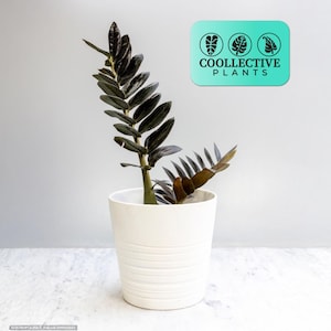 Zamioculcas Black ZZ: Glossy Black Leaf Indoor Plant - Easy Care