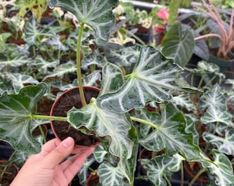 Alocasia Loco :  Indoor Plants - Easy Care Houseplant - Starter Plant ,Live Indoor, Easy to Grow - Beginner Plant