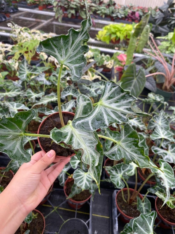 アロカシア・ロコ Alocasia Loco x 10 plants Alocasia 'Loco' - Gabriella Plants