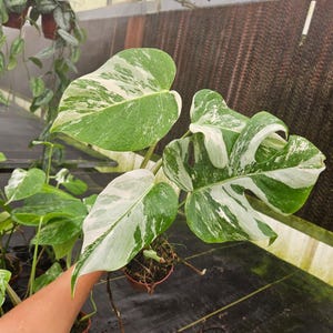 May include: A close-up of a Monstera plant with large, variegated leaves. The leaves display a mix of green and white patterns. The plant is in a small brown pot, and the background shows a greenhouse setting.