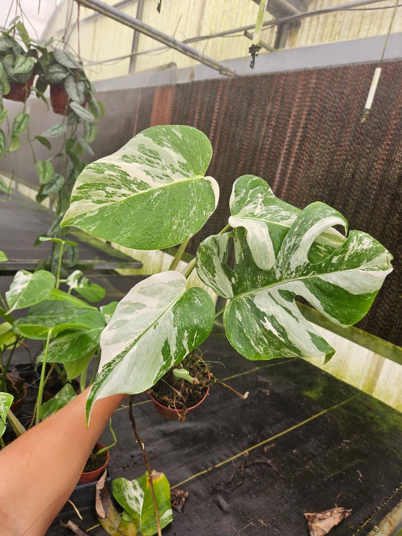 May include: A close-up of a Monstera plant with large, variegated leaves. The leaves display a mix of green and white patterns. The plant is in a small brown pot, and the background shows a greenhouse setting.