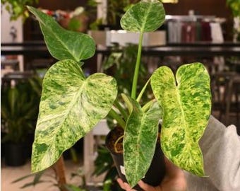 2" Pot Philodendron Giganteum Blizzard – Rare Tropical Indoor Plant | Giant Variegated Foliage