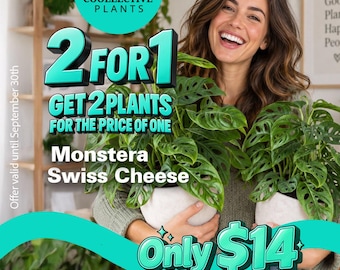 Monstera Swiss Cheese Plant 4 Inch, 2 - Pack Promo, Indoor Tropical Plant