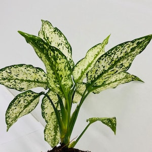 Pu&ograve; includere: Una pianta di Dieffenbachia in vaso, con grandi foglie variegate. Le foglie sono verdi con macchie e motivi bianchi. La pianta &egrave; in un vaso di plastica marrone, su uno sfondo bianco.