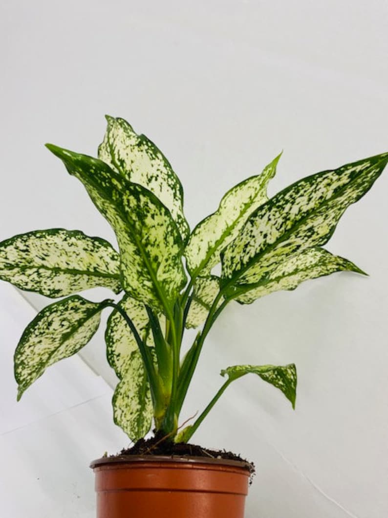 Pu&ograve; includere: Una pianta di Dieffenbachia in vaso, con grandi foglie variegate. Le foglie sono verdi con macchie e motivi bianchi. La pianta &egrave; in un vaso di plastica marrone, su uno sfondo bianco.