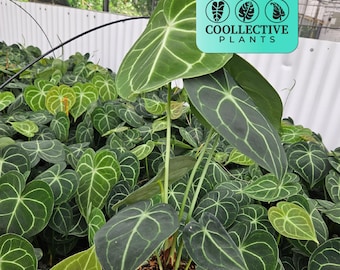 Anthurium Clarinervium Live Plant – Velvet Leaf Tropical Indoor Houseplant