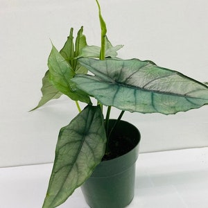 Alocasia Heterophylla Dragons Breath : Indoor Plants Easy Care Houseplant Starter Plant ,Live Indoor, Easy to Grow Beginner Plant image 3