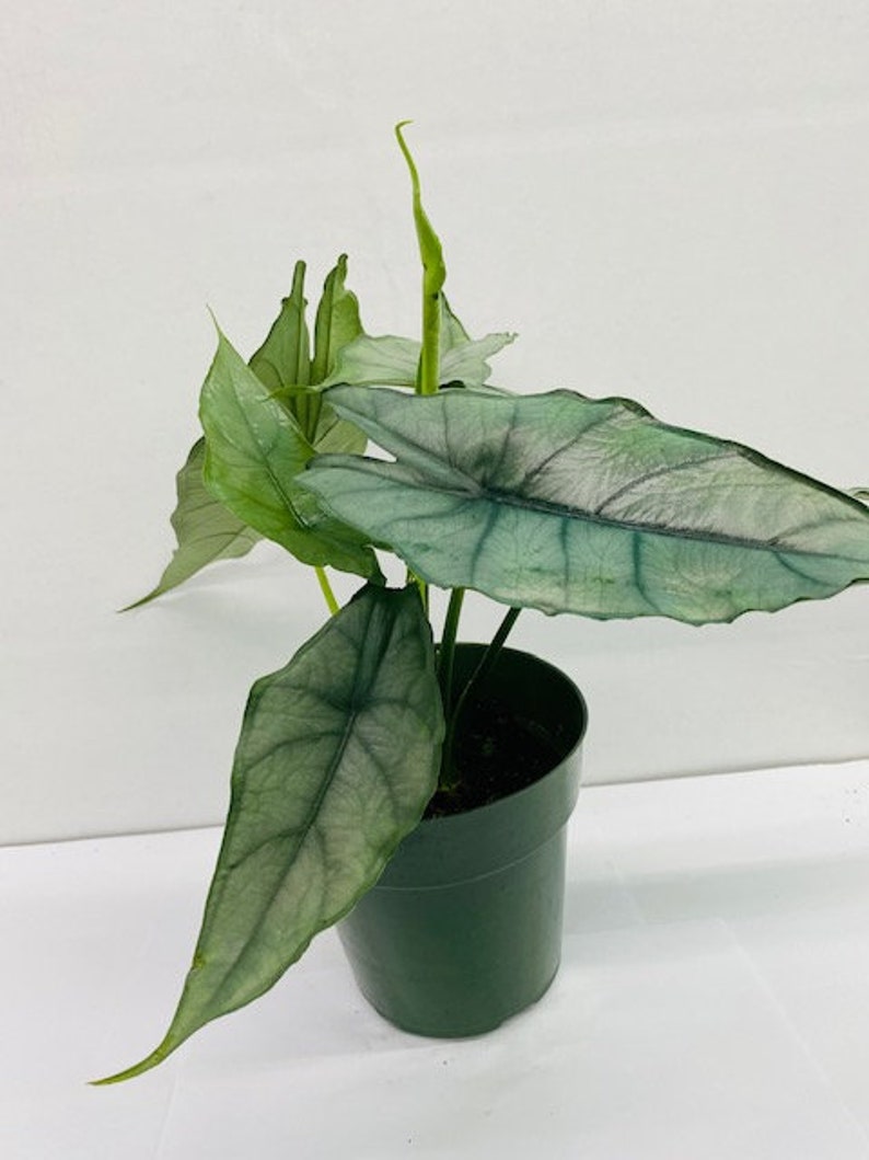 Alocasia Heterophylla Dragons Breath : Indoor Plants Easy Care Houseplant Starter Plant ,Live Indoor, Easy to Grow Beginner Plant image 3