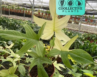 Philodendron Florida Ghost Mint Live Plant - Rare Tropical Indoor Houseplant – Beginner Friendly Easy Care Starter