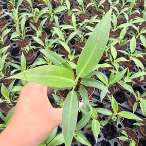 Puede incluir: Una peque&ntilde;a planta verde con hojas alargadas y puntiagudas sostenida en una mano, colocada sobre una bandeja de vivero de pl&aacute;stico negro llena de numerosas plantas j&oacute;venes id&eacute;nticas en macetas marrones individuales.