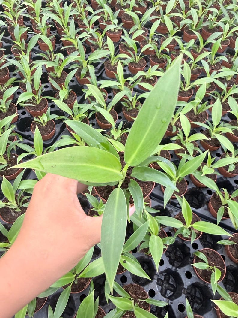 Puede incluir: Una peque&ntilde;a planta verde con hojas alargadas y puntiagudas sostenida en una mano, colocada sobre una bandeja de vivero de pl&aacute;stico negro llena de numerosas plantas j&oacute;venes id&eacute;nticas en macetas marrones individuales.
