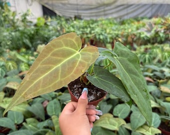 Anthurium Red Crystallinum X (dorayaki X Red Crystallinum) - Etsy