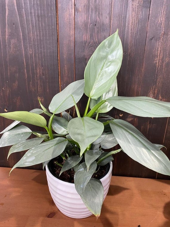 Philodendron Hastatum 'silver Sword' **** RARE FIND **** - Etsy