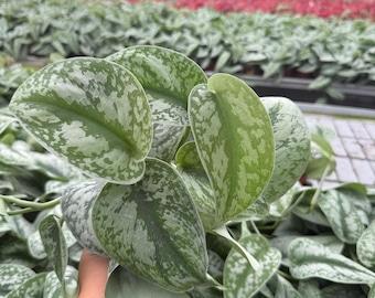 4" Pot Scindapsus Exotica – Silver Variegated Indoor Trailing Plant for Home Decor