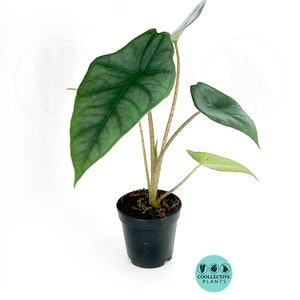 Alocasia Heterophylla Dragons Breath : Indoor Plants Easy Care Houseplant Starter Plant ,Live Indoor, Easy to Grow Beginner Plant 2" Pot inches