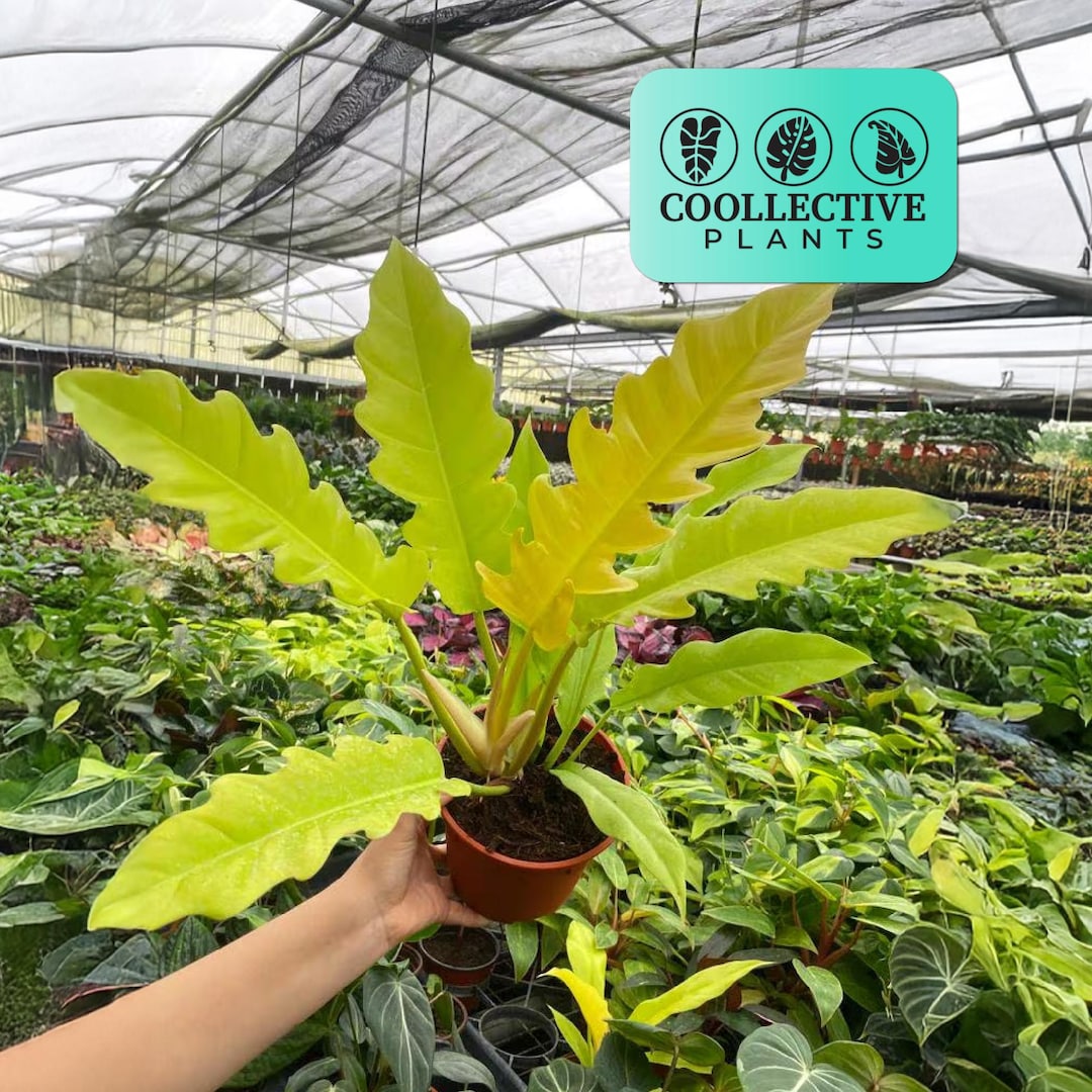 buy large snake plant 7-10FT Snake Plant main image 0