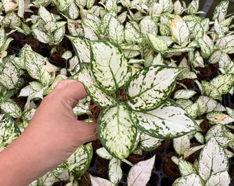Aglaonema Super White : Live Indoor Houseplant – Beginner Friendly Chinese Evergreen Plant – Easy Care Tropical Starter Plant
