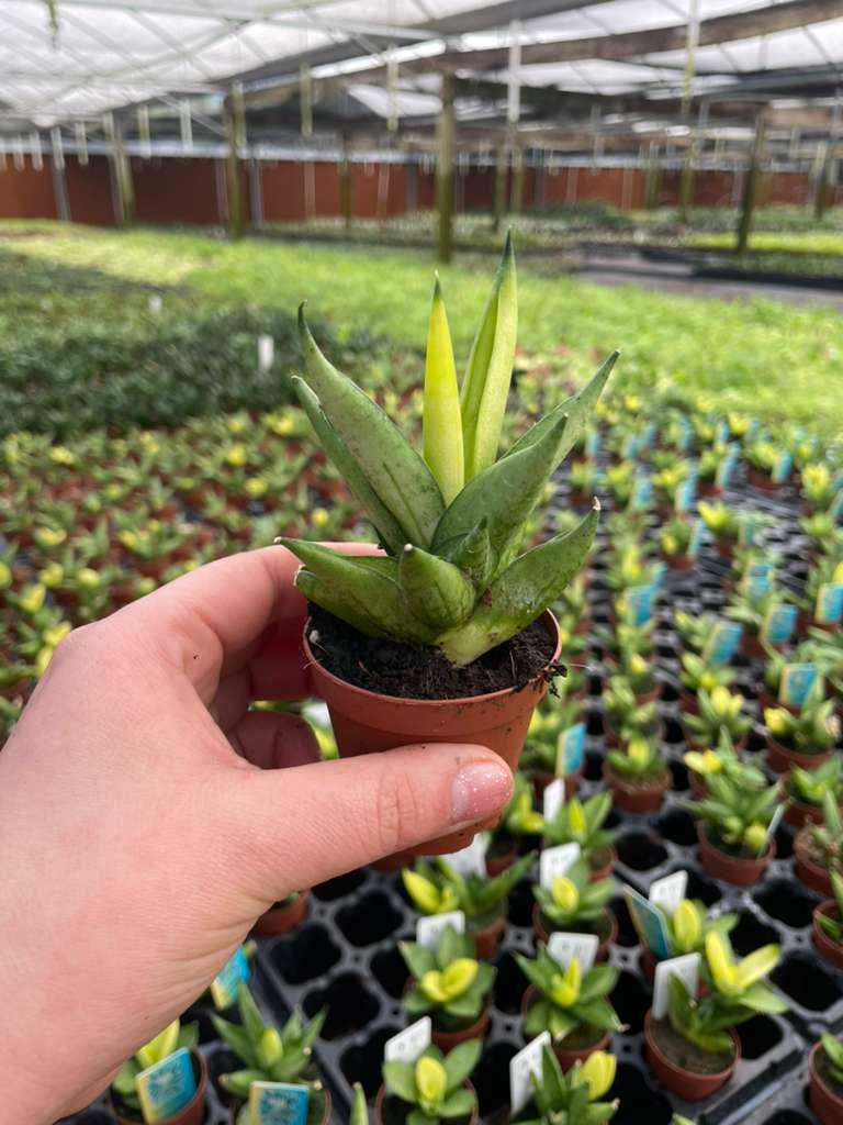 サンスベリア Sansevieria Mingmanee v A il_fullxfull.7773085136_gmm6.jpg