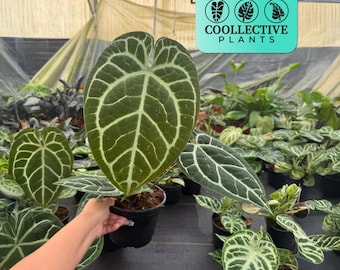 Anthurium Magnificum Live Plant – Rare Velvet Leaf Aroid Indoor Tropical Houseplant for Collectors and Plant Lovers