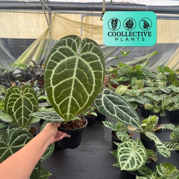 Plante vivante d'Anthurium Magnificum - Rare plante d'intérieur tropicale d'intérieur à feuilles de velours pour les collectionneurs et les amateurs de plantes