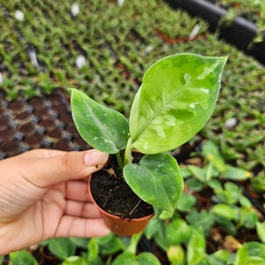 May include: A small potted plant with vibrant green leaves, some with lighter green variegation. The plant is held in a brown plastic pot, with a background of other plants in a greenhouse setting.