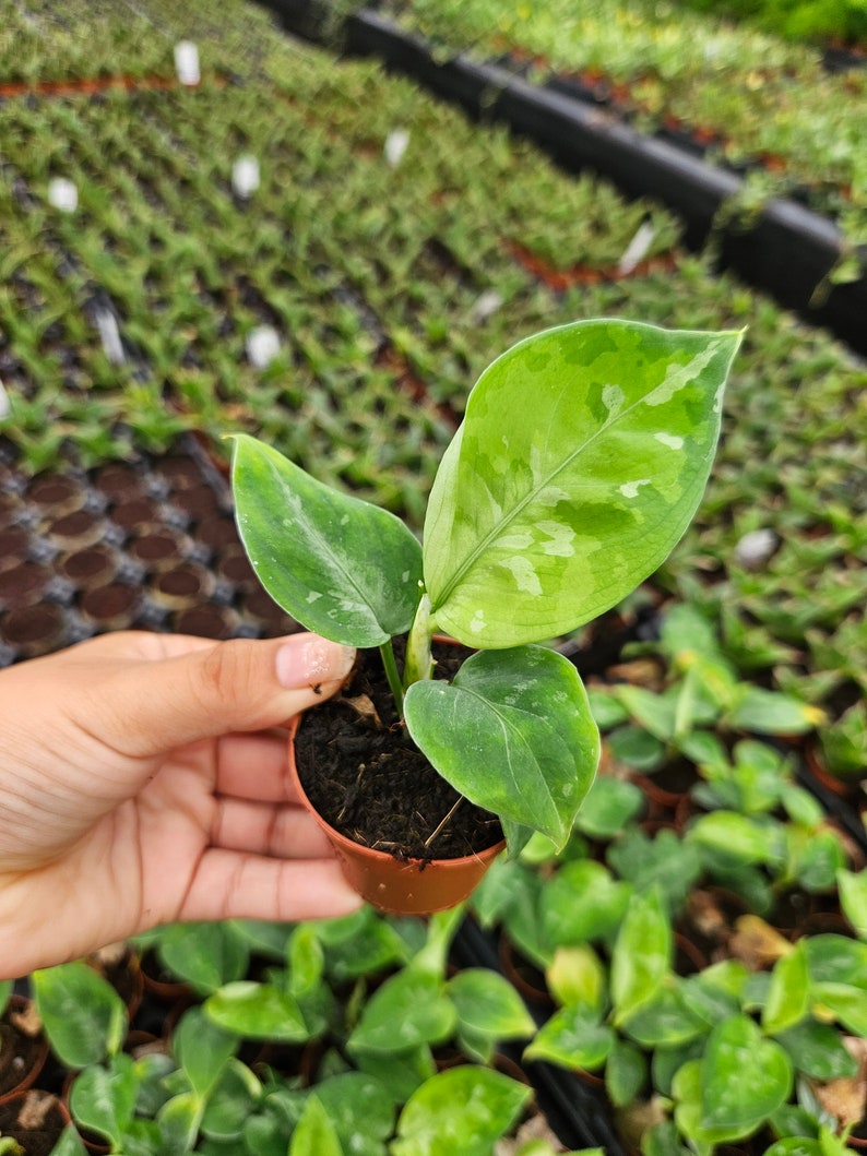 May include: A small potted plant with vibrant green leaves, some with lighter green variegation. The plant is held in a brown plastic pot, with a background of other plants in a greenhouse setting.