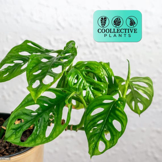 Monstera Swiss Cheese Plant - Live Indoor Houseplant – Easy Care Tropical Starter Plant, Beginner Friendly