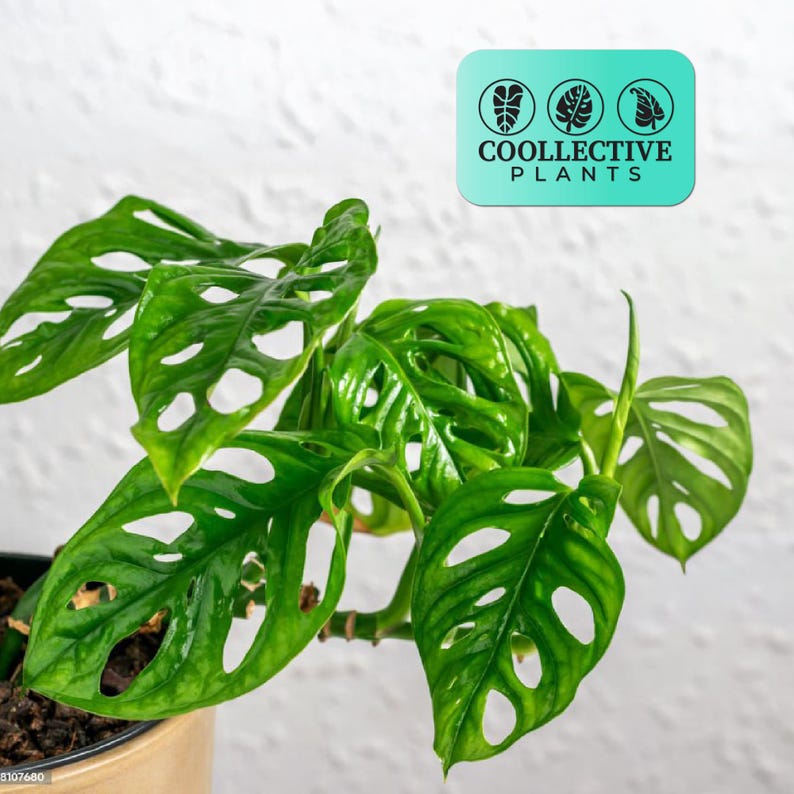 Monstera Swiss Cheese Plant - Live Indoor Houseplant – Easy Care Tropical Starter Plant, Beginner Friendly image 1