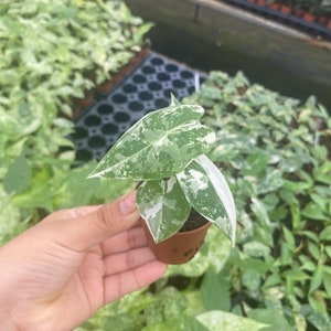 May include: A small, potted plant with white and green variegated leaves. The plant is in a brown pot and is being held in a person's hand.