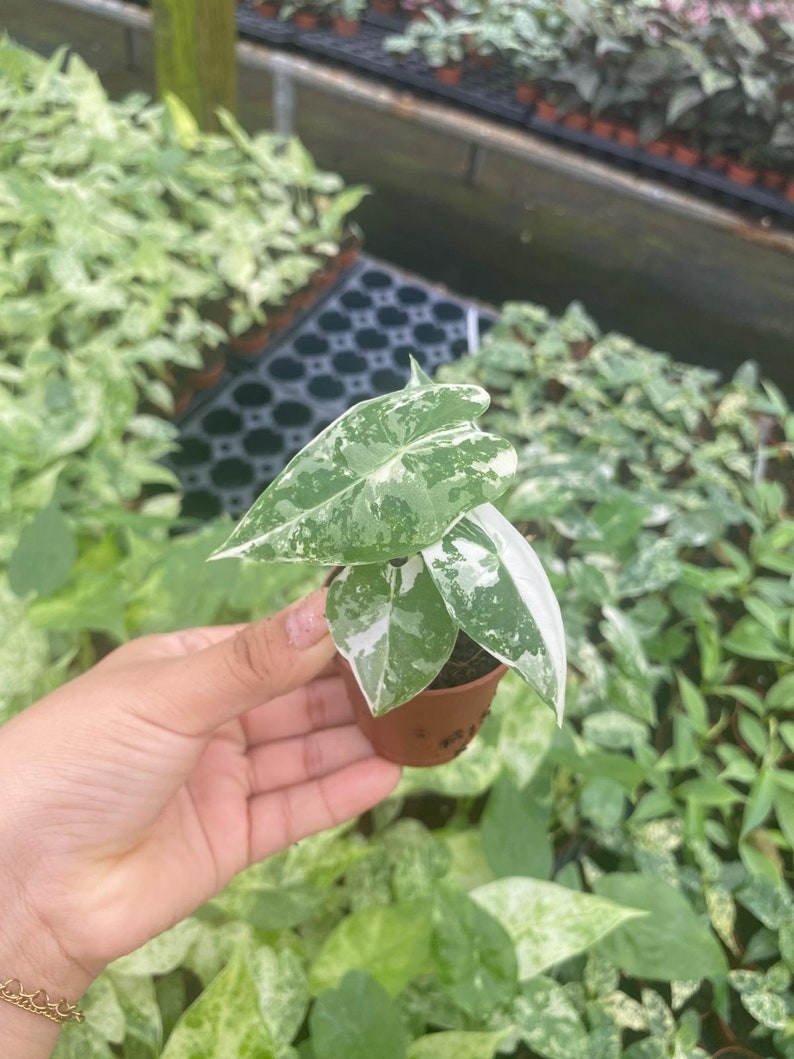 May include: A small, potted plant with white and green variegated leaves. The plant is in a brown pot and is being held in a person's hand.