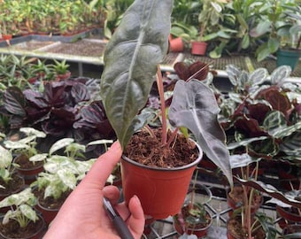 Alocasia Heterophylla (dragons Breath) : Indoor Plants - Easy Care