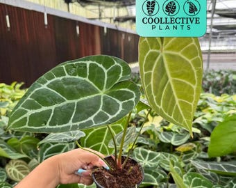Anthurium Crystallinum (Rare Plant): Velvety Foliage Indoor Houseplant – Collector Live Plant