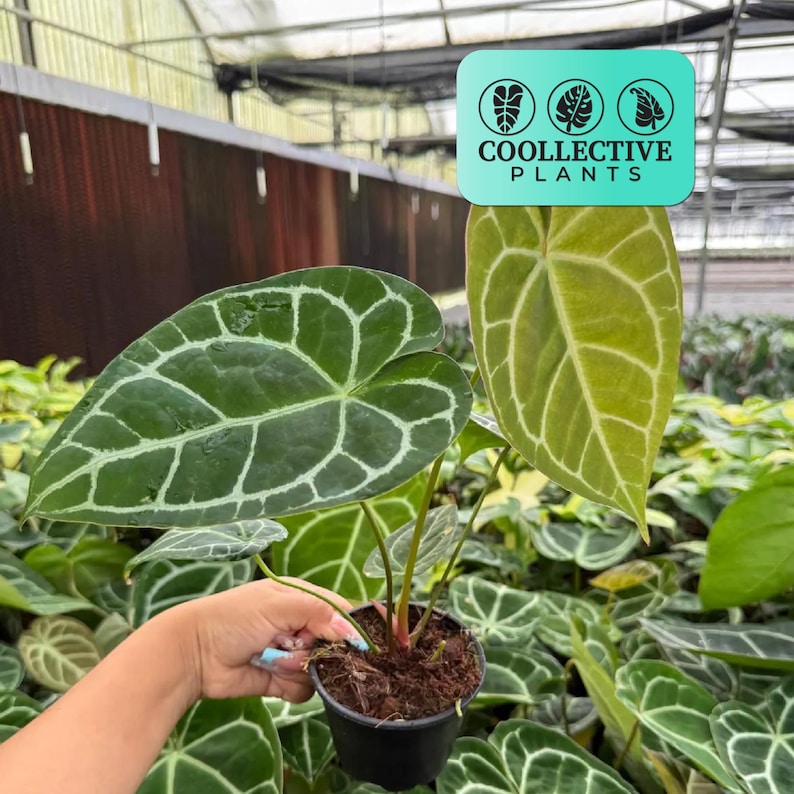 Rare Anthurium Crystallinum live plant with large velvet leaves, tropical indoor houseplant for collectors, easy care air-purifying plant, decorative greenery for home or office, beginner-friendly potted plant, luxurious botanical decor, statement foliage plant gift idea