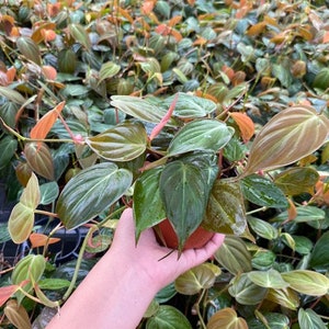 May include: A close-up of a potted plant with dark green leaves and a reddish-brown hue. The plant is being held by a hand, and the pot is visible.