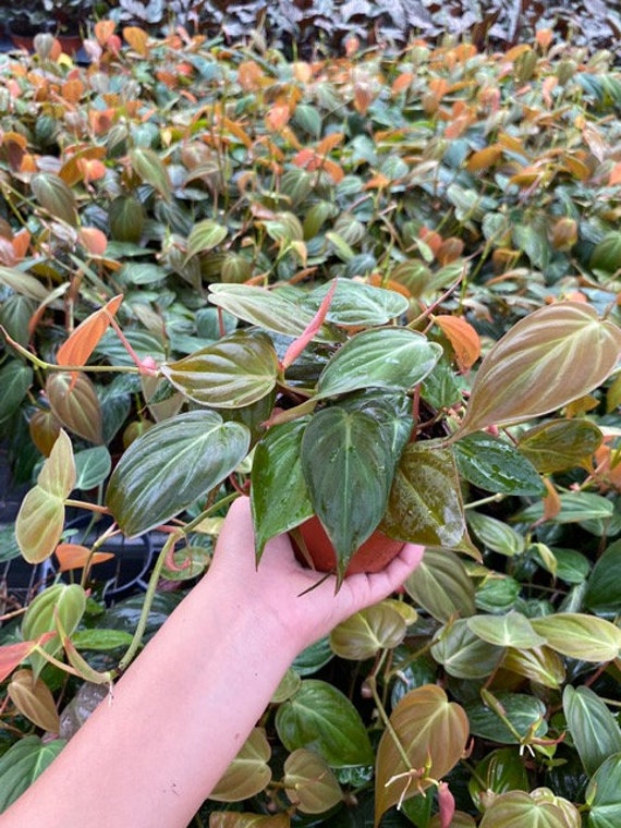 philodendron amazon sunset Philodendron verrucosum Amazon Sunset main image 1
