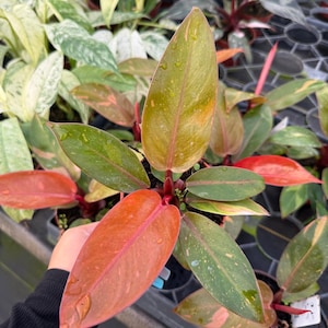philodendron imperial green standort Tipps zur Pflege deiner Pflanze : Philodendron Imperial Green –  PflanzenFuerAlle main image 0