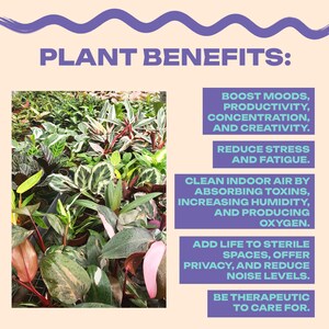 Op de afbeelding: Een close-up van een verscheidenheid aan groene, roze en witte kamerplanten. De tekst "PLANT BENEFITS:" staat bovenaan de afbeelding. De voordelen van planten worden onder de afbeelding vermeld, waaronder het stimuleren van de stemming, de productiviteit, de concentratie en de creativiteit, het verminderen van stress en vermoeidheid, het reinigen van de binnenlucht, het toevoegen van leven aan steriele ruimtes en het therapeutisch zijn om voor te zorgen.