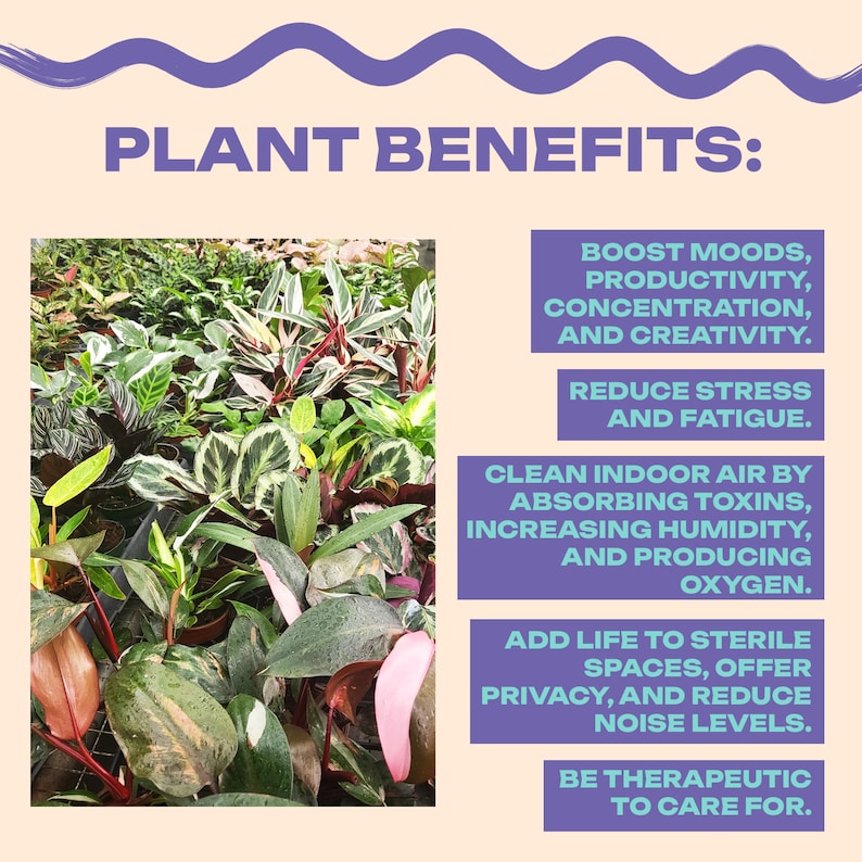Op de afbeelding: Een close-up van een verscheidenheid aan groene, roze en witte kamerplanten. De tekst "PLANT BENEFITS:" staat bovenaan de afbeelding. De voordelen van planten worden onder de afbeelding vermeld, waaronder het stimuleren van de stemming, de productiviteit, de concentratie en de creativiteit, het verminderen van stress en vermoeidheid, het reinigen van de binnenlucht, het toevoegen van leven aan steriele ruimtes en het therapeutisch zijn om voor te zorgen.