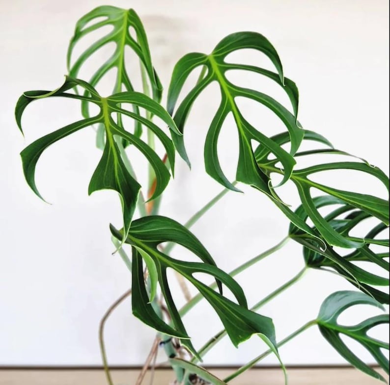 May include: Close-up of a vibrant green Monstera adansonii plant. The leaves are characterized by their unique, irregular holes, creating a distinctive, textured appearance. The plant's stems are visible, showcasing its natural growth pattern against a white background.