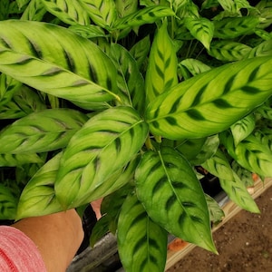 4 Calathea Leopardina Shadow Plant Live Prayer Plant High Humidity Tropical Plant