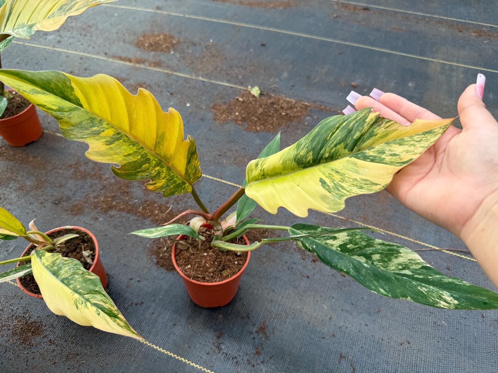 rubber plant indoor or outdoor Rubber Plant (Ficus Elastica 'Tineke')