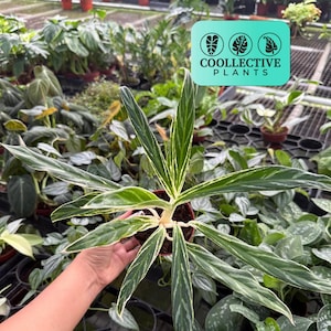 buy monstera deliciosa variegata Monstera Deliciosa Variegata main image 1