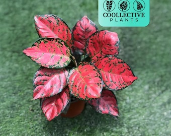 Aglaonema Red Valentine : Live Indoor Tropical Plant - Easy Care Houseplant - Starter Plant for Low Light Spaces