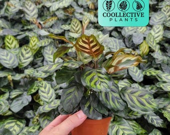 Calathea Bicajoux "gecko"  Rare Calathea Live Plant  Vibrant Patterned  Foliage for Home Dcor  Easy Indoor Tropical Houseplant Starter - Etsy