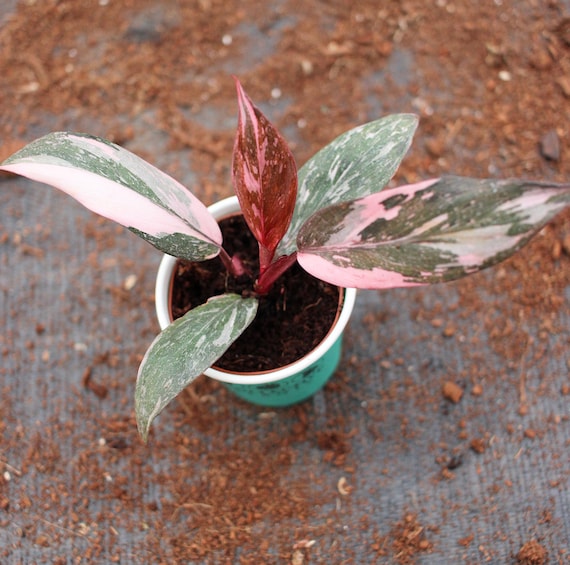 Philodendron Pink Princess Marble "High pink color" :Indoor Plants -Easy Care Houseplant - Starter Plant, Live, Easy to Grow-Beginner Plant