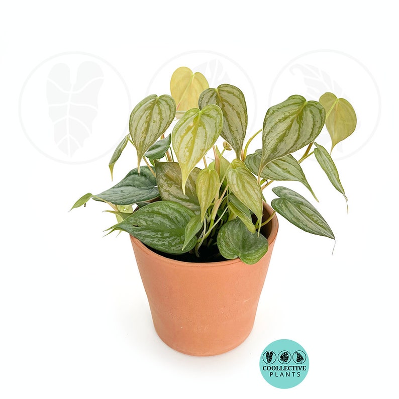 May include: A potted houseplant with green and silver patterned leaves. The plant is in a terracotta pot. The leaves have a textured appearance. The pot is round and has a slightly tapered shape. The plant is set against a white background.