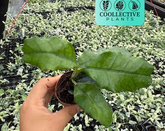 Hoya Villosa Houseplant – Textured Fuzzy Foliage Hoya – Beginner Friendly Indoor Live Plant