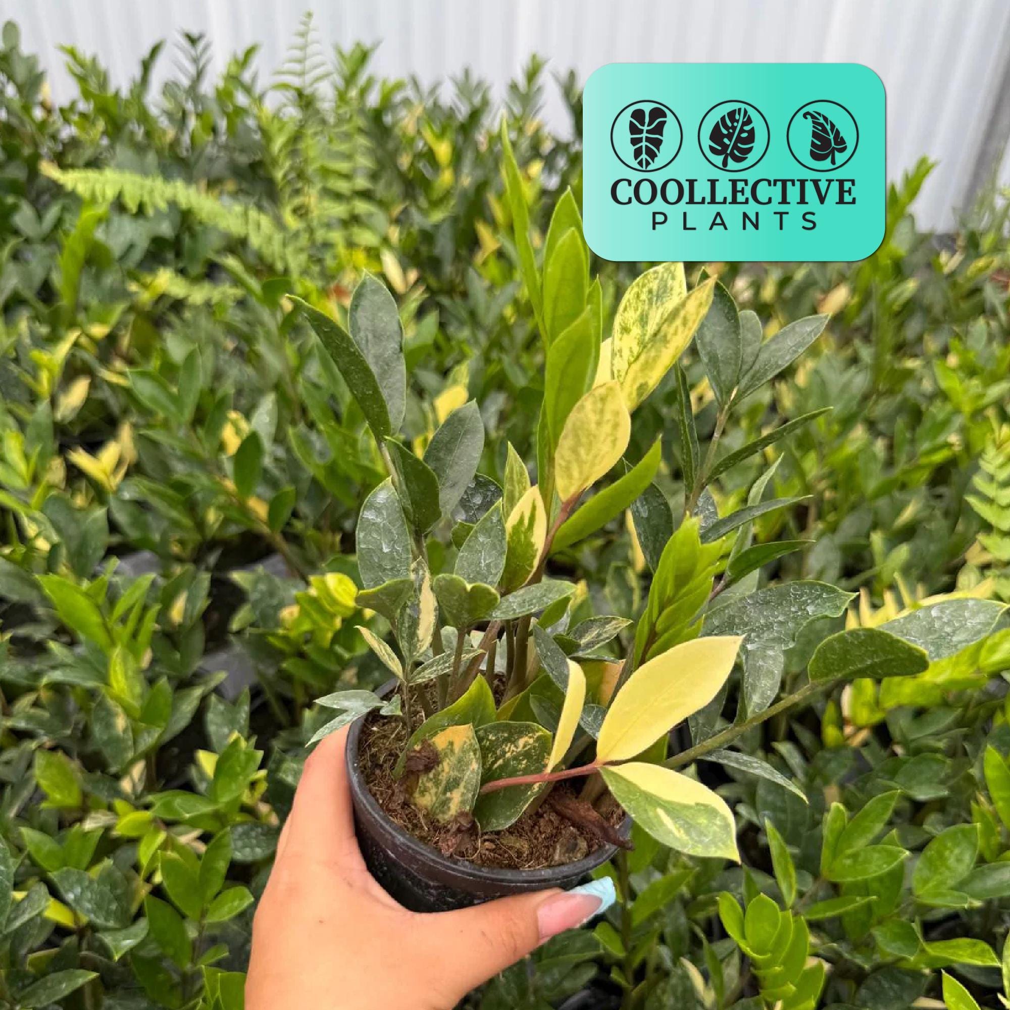 ZZ Plant Variegated Houseplant, Exotic Indoor Plant - Indoor Decor