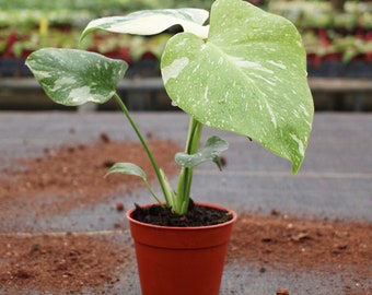 Monstera Thai Constellation : Indoor Plants - Easy Care Houseplant - Starter Plant ,Live Indoor, Easy to Grow - Beginner Plant